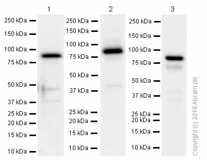 Western blot - Anti-Cullin 5/CUL-5 antibody [EPR14725] (AB184177), expandable thumbnail