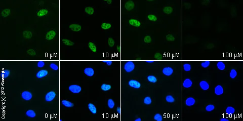 Immunocytochemistry/ Immunofluorescence - Curcumin (Diferuloylmethane), Lipooxygenase inhibitor (AB120618)