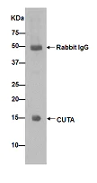 Immunoprecipitation - Anti-CutA antibody [EPR15804] - BSA and Azide free (AB251112)