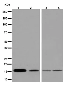 Western blot - Anti-CutA antibody [EPR15804] - BSA and Azide free (AB251112)