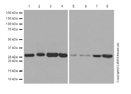 Western blot - Anti-CUTC antibody [EPR7929] - BSA and Azide free (AB248644), expandable thumbnail