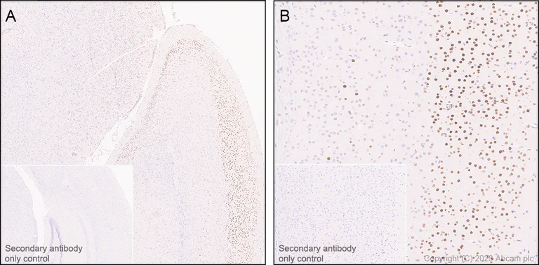 Immunohistochemistry (Formalin/PFA-fixed paraffin-embedded sections) - Anti-CUX1+CUX2 antibody [EPR26509-154] (AB309139)