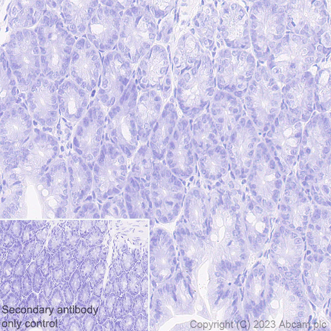 Immunohistochemistry (Formalin/PFA-fixed paraffin-embedded sections) - Anti-CUX1+CUX2 antibody [EPR26509-154] (AB309139)