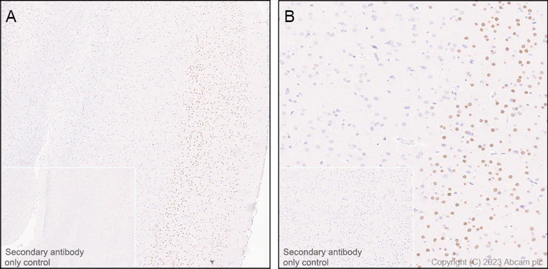 Immunohistochemistry (Formalin/PFA-fixed paraffin-embedded sections) - Anti-CUX1+CUX2 antibody [EPR26509-154] (AB309139)