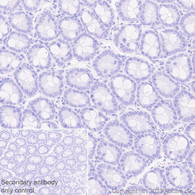 Immunohistochemistry (Formalin/PFA-fixed paraffin-embedded sections) - Anti-CUX1+CUX2 antibody [EPR26509-154] (AB309139)