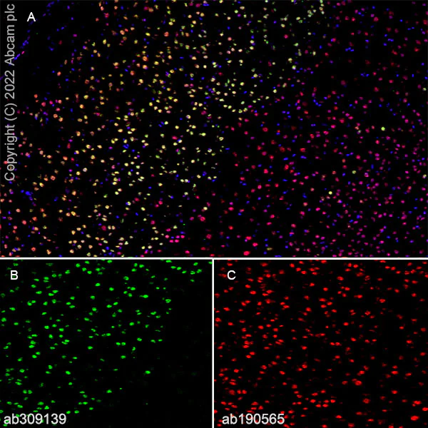 Immunohistochemistry (Frozen sections) - Anti-CUX1+CUX2 antibody [EPR26509-154] (AB309139)