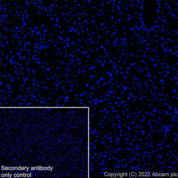 Immunohistochemistry (Frozen sections) - Anti-CUX1+CUX2 antibody [EPR26509-154] (AB309139)