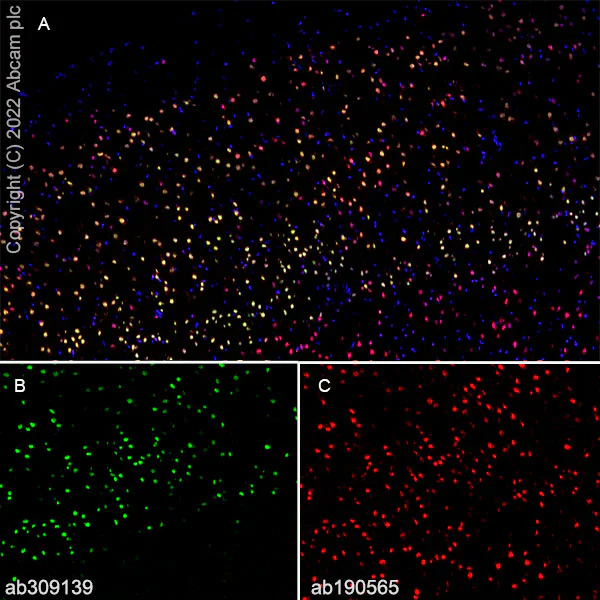 Immunohistochemistry (Frozen sections) - Anti-CUX1+CUX2 antibody [EPR26509-154] (AB309139)
