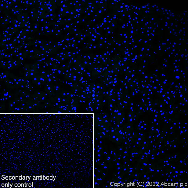 Immunohistochemistry (Frozen sections) - Anti-CUX1+CUX2 antibody [EPR26509-154] (AB309139)