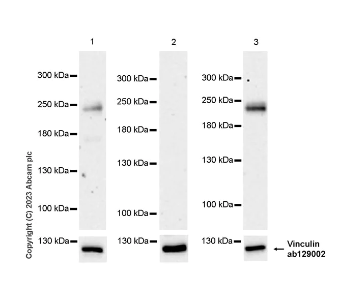 Western blot - Anti-CUX1+CUX2 antibody [EPR26509-154] (AB309139)