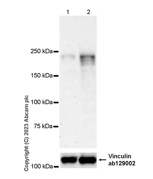 Western blot - Anti-CUX1+CUX2 antibody [EPR26509-154] (AB309139)