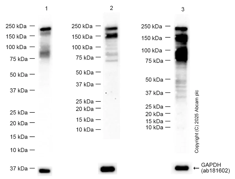 Western blot - Anti-CUX1+CUX2 antibody [EPR26509-154] (AB309139)