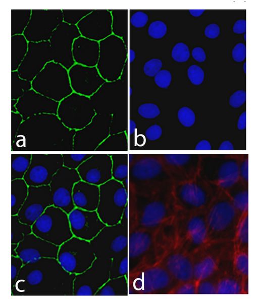Immunocytochemistry/ Immunofluorescence - Anti-Cx30 antibody [16H9L8] (AB200866)