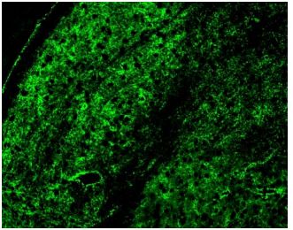 Anti-Cx30 antibody [16H9L8]