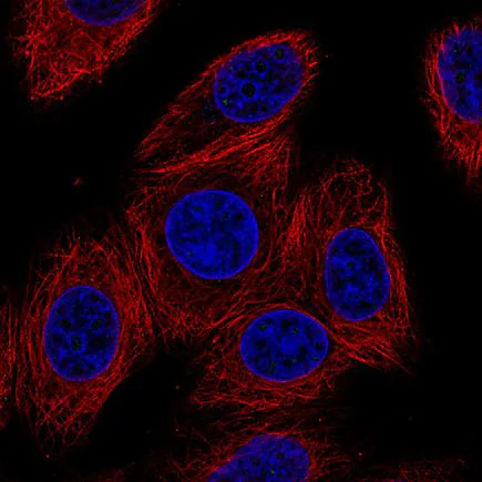 Immunocytochemistry/ Immunofluorescence - Anti-Cx30 antibody [CL4540] (AB242356)