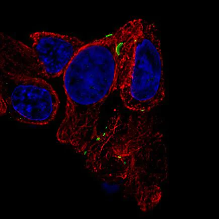 Immunocytochemistry/ Immunofluorescence - Anti-Cx30 antibody [CL4540] (AB242356)