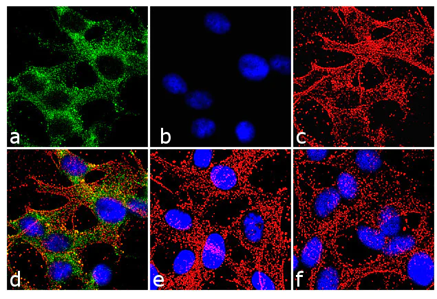 Immunocytochemistry/ Immunofluorescence - Anti-Cx36 antibody [RP23040097] (AB313432)