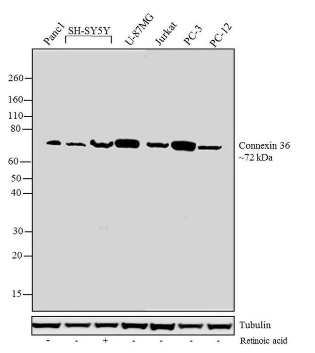 Western blot - Anti-Cx36 antibody [RP23040097] (AB313432)