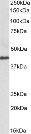 Western blot - Anti-CX3CL1 antibody (AB193935)