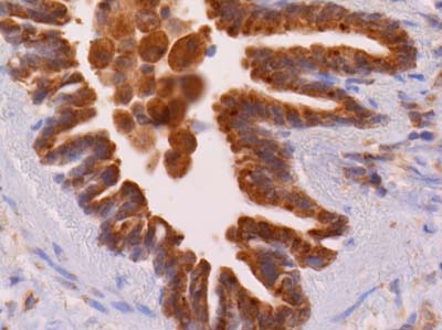 Immunohistochemistry (Formalin/PFA-fixed paraffin-embedded sections) - Anti-CX3CL1 antibody (AB25088), expandable thumbnail