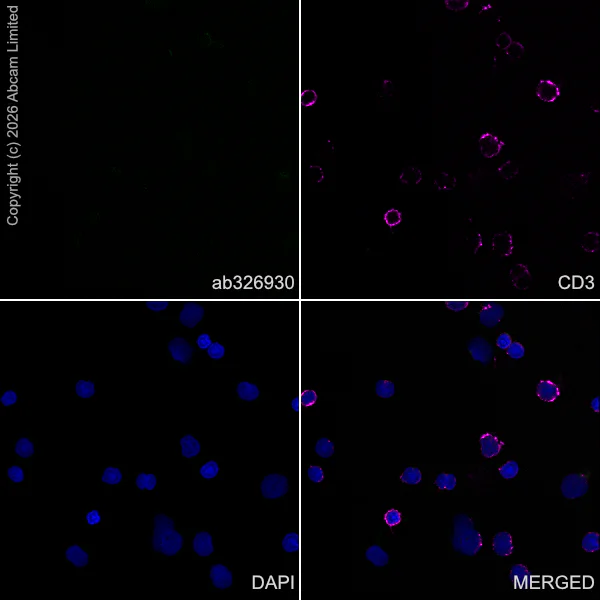 Immunocytochemistry/ Immunofluorescence - Anti-CX3CL1 antibody [EPR31278-537] (AB326930)