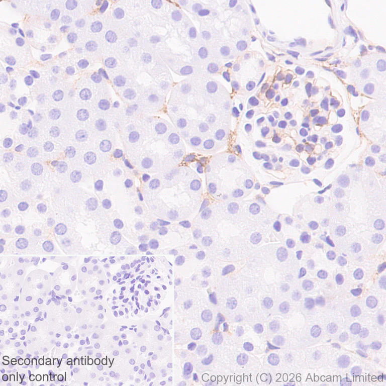 Immunohistochemistry (Formalin/PFA-fixed paraffin-embedded sections) - Anti-CX3CL1 antibody [EPR31278-537] (AB326930)