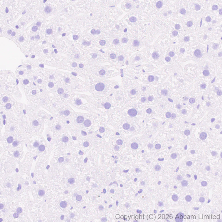 Immunohistochemistry (Formalin/PFA-fixed paraffin-embedded sections) - Anti-CX3CL1 antibody [EPR31278-537] (AB326930)