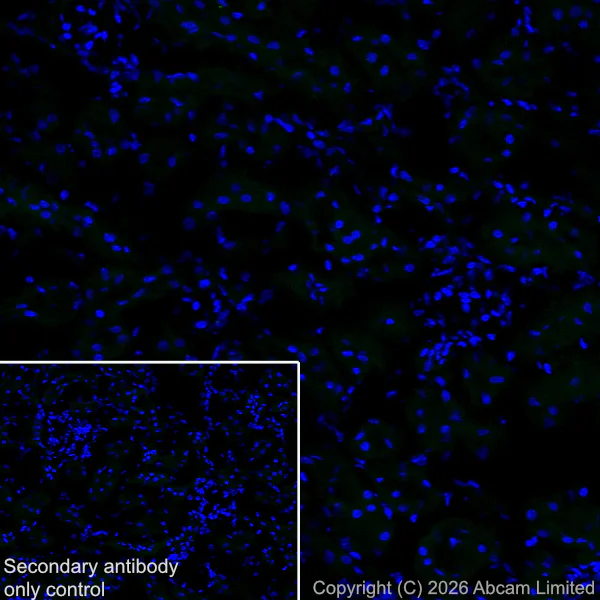 Immunohistochemistry (Frozen sections) - Anti-CX3CL1 antibody [EPR31278-537] (AB326930)