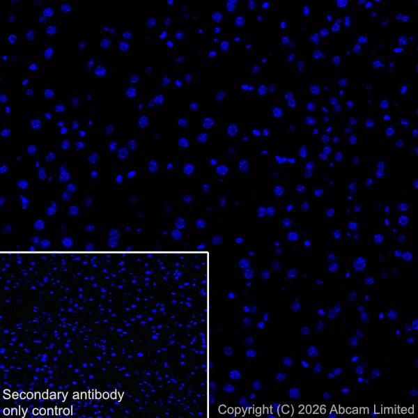 Immunohistochemistry (Frozen sections) - Anti-CX3CL1 antibody [EPR31278-537] (AB326930)