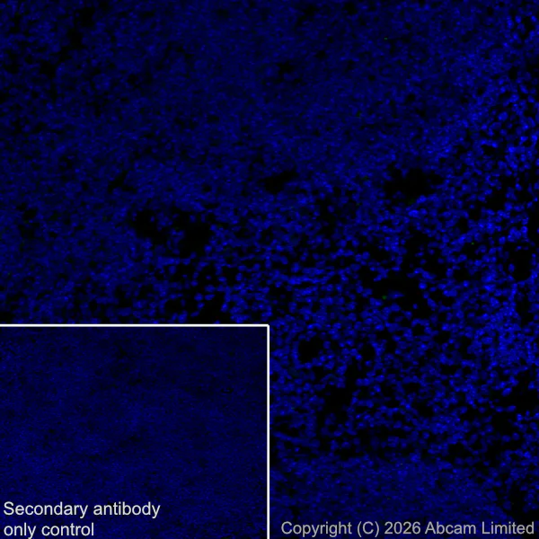Immunohistochemistry (Frozen sections) - Anti-CX3CL1 antibody [EPR31278-537] (AB326930)