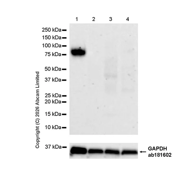 Western blot - Anti-CX3CL1 antibody [EPR31278-537] (AB326930)