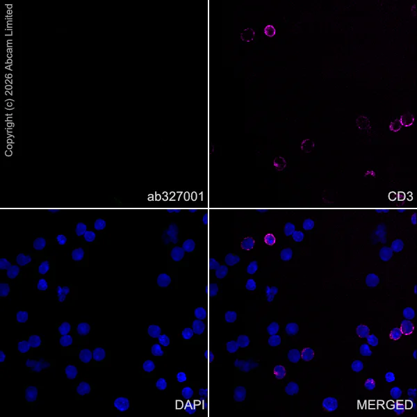 Immunocytochemistry/ Immunofluorescence - Anti-CX3CL1 antibody [EPR31278-578] (AB327001)