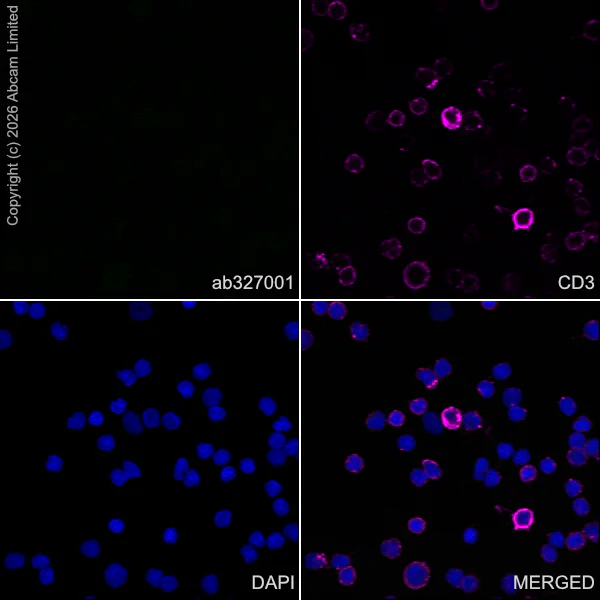 Immunocytochemistry/ Immunofluorescence - Anti-CX3CL1 antibody [EPR31278-578] (AB327001)