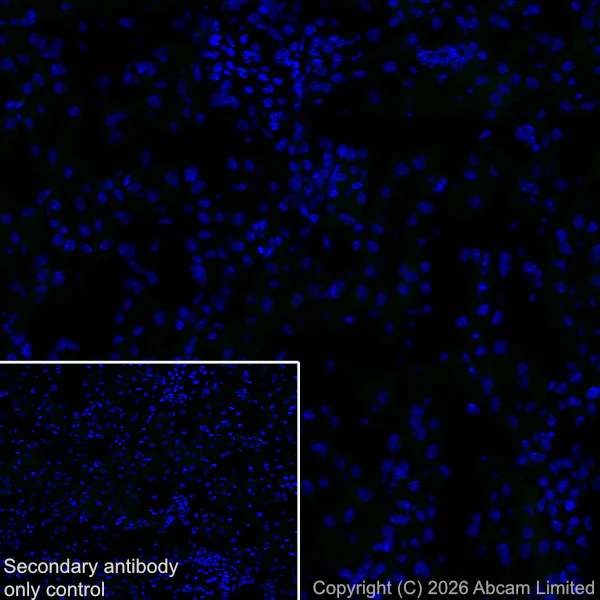 Immunohistochemistry (Frozen sections) - Anti-CX3CL1 antibody [EPR31278-578] (AB327001)