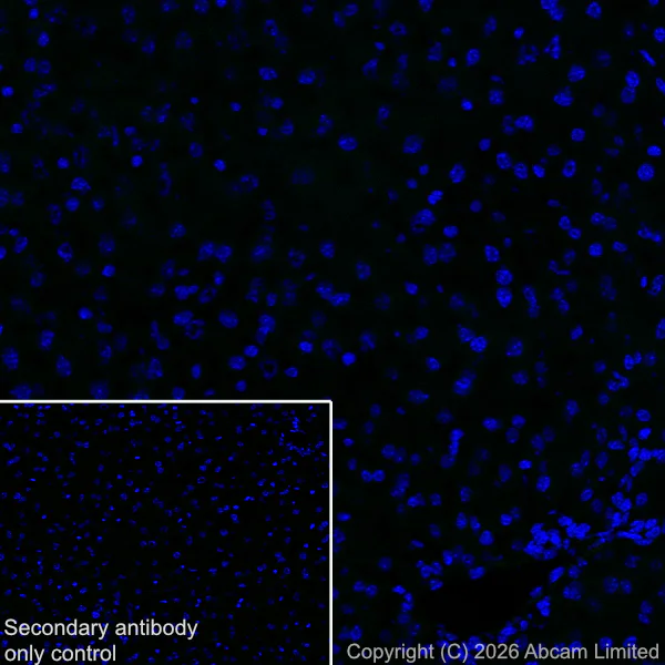 Immunohistochemistry (Frozen sections) - Anti-CX3CL1 antibody [EPR31278-578] (AB327001)