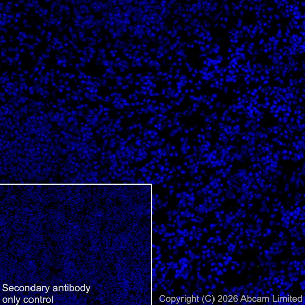 Immunohistochemistry (Frozen sections) - Anti-CX3CL1 antibody [EPR31278-578] (AB327001)