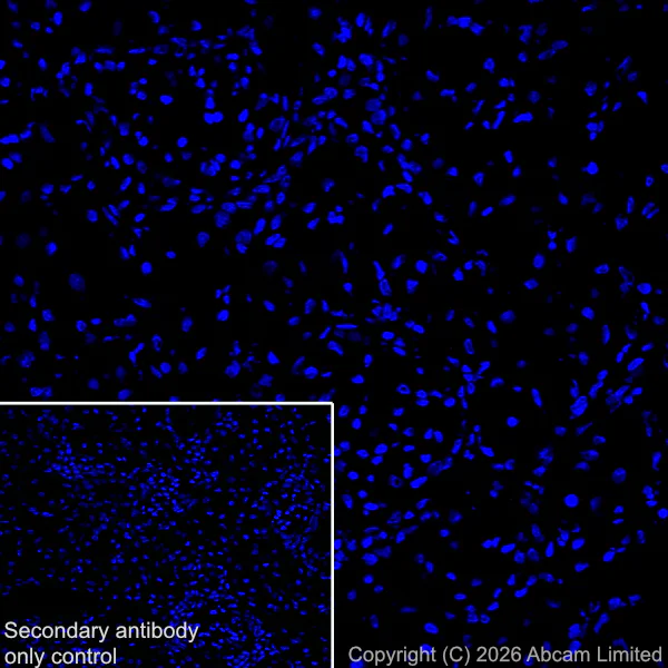 Immunohistochemistry (Frozen sections) - Anti-CX3CL1 antibody [EPR31278-578] (AB327001)