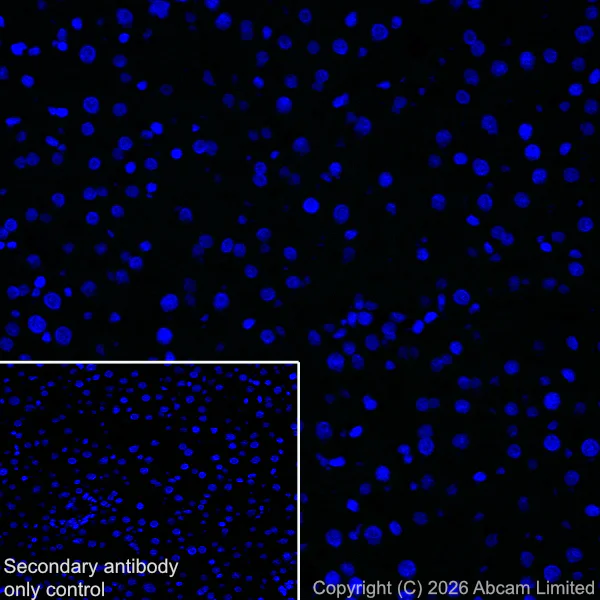 Immunohistochemistry (Frozen sections) - Anti-CX3CL1 antibody [EPR31278-578] (AB327001)