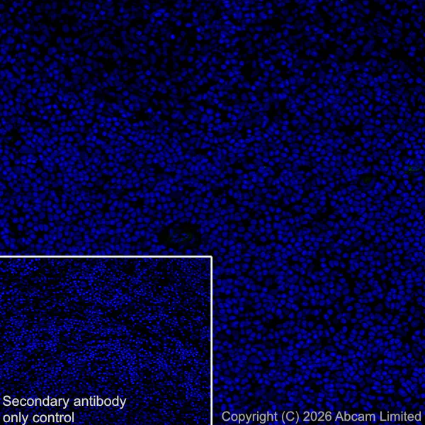 Immunohistochemistry (Frozen sections) - Anti-CX3CL1 antibody [EPR31278-578] (AB327001)