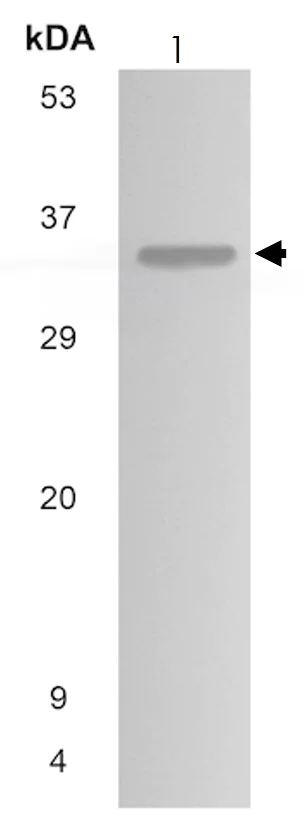 Western blot - Anti-CX3CL1 antibody [MM0207-8J23] (AB89229)
