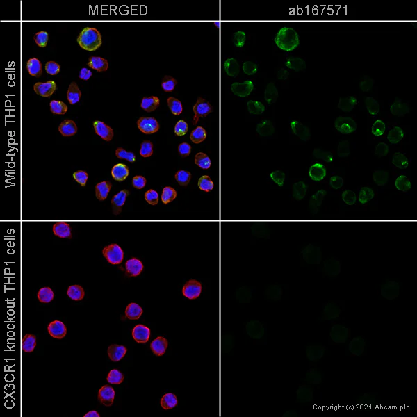 Immunocytochemistry/ Immunofluorescence - Anti-CX3CR1 antibody (AB167571)
