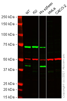Western blot - Anti-CX3CR1 antibody (AB8020)