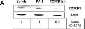 Western blot - Anti-CX3CR1 antibody (AB8020)