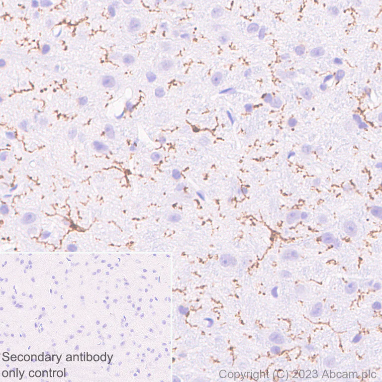 Immunohistochemistry (Formalin/PFA-fixed paraffin-embedded sections) - Anti-CX3CR1 antibody [EPR24267-2] (AB308613)