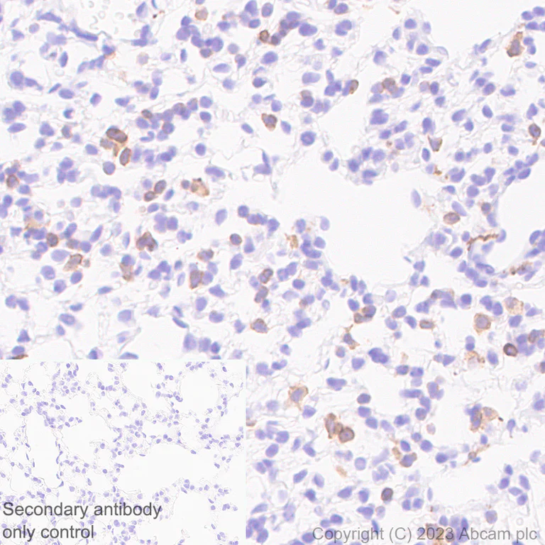 Immunohistochemistry (Formalin/PFA-fixed paraffin-embedded sections) - Anti-CX3CR1 antibody [EPR24267-2] (AB308613)