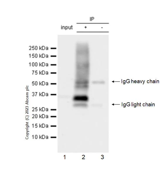Immunoprecipitation - Anti-CX3CR1 antibody [EPR24267-2] - BSA and Azide free (AB308614)