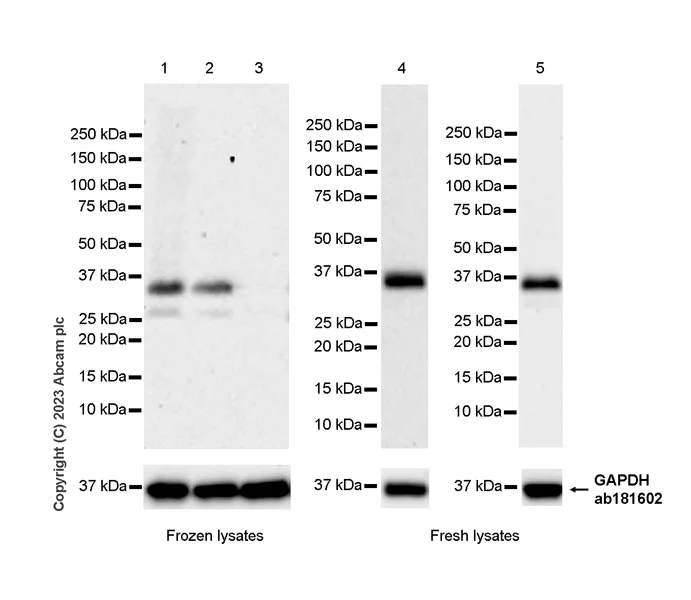 Western blot - Anti-CX3CR1 antibody [EPR24267-2] - BSA and Azide free (AB308614)