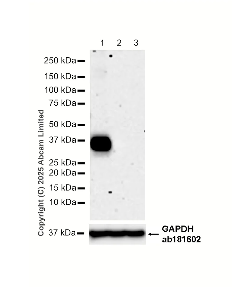 Western blot - Anti-CX3CR1 antibody [EPR24267-2] - BSA and Azide free (AB308614)