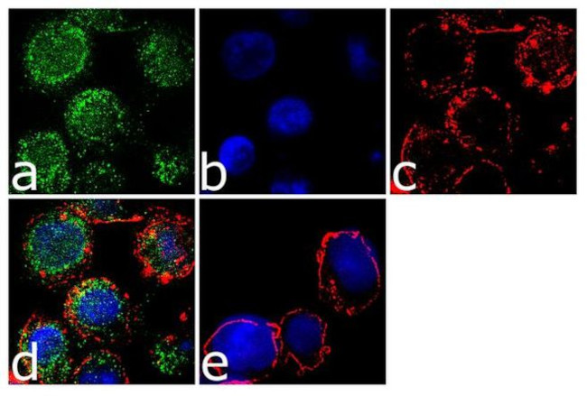 Immunocytochemistry/ Immunofluorescence - Anti-CX3CR1 Antibody [RP23040180] (AB313471)