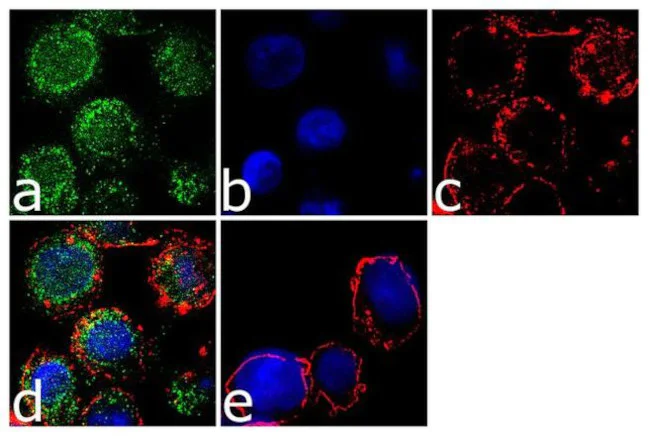 Immunocytochemistry/ Immunofluorescence - Anti-CX3CR1 Antibody [RP23040180] (AB313471)